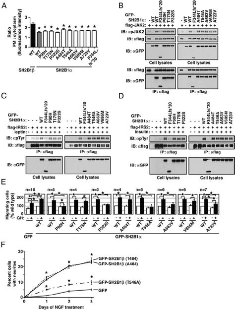 Characterization Of Novel Human Variants In SH2B1 A Live 293T Cells