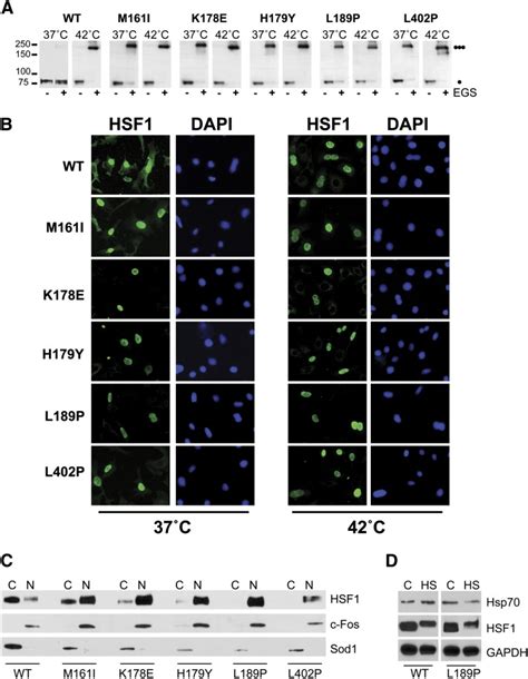 HSF1 leucine zipper mutations promote constitutive trimerization and ...