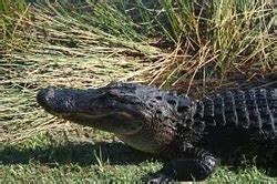 Endangered species - Everglades national park