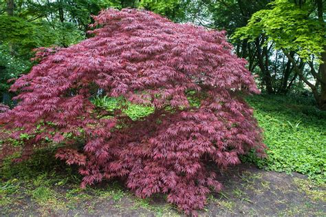 crimson queen maple tree 7