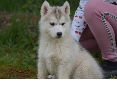 Chiots Husky Sib Rien Non Lof Uncompagnon Fr