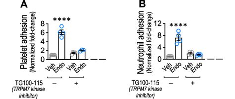 Trpm7 α Kinase Domain Participation In Endotoxin Induced Platelet And