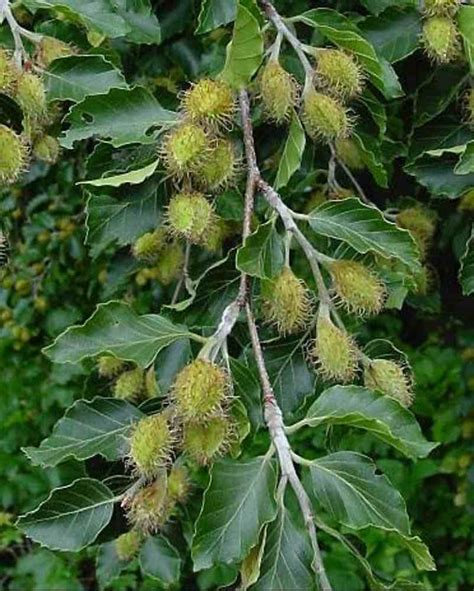 Trees Planet Fagus Sylvatica European Beech