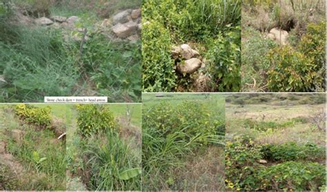 gully stabilized   check dams  vegetative materials