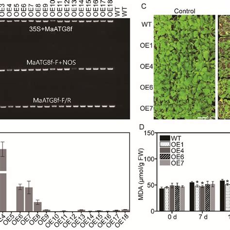 Phenotype Of Wild Type WT And MaATG8f Overexpressing Arabidopsis