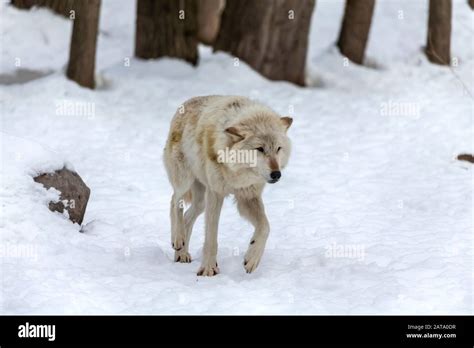 Grey Wolf Canis Lupus Also Known In North America As Timber Wolf In