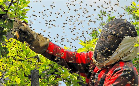 12 Craziest Bee Swarm Videos - Modern Farmer