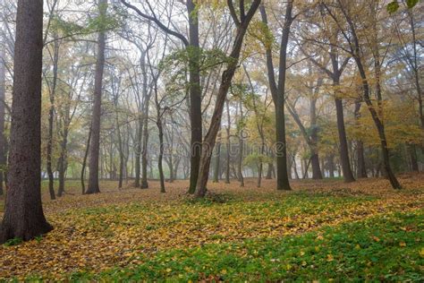 Parque Velho Da Cidade No Outono Forest Fog Paisagem Foto De Stock