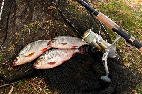 Catching Freshwater Fish and Fishing Rods with Fishing Reel. Stock Image - Image of fish, head ...