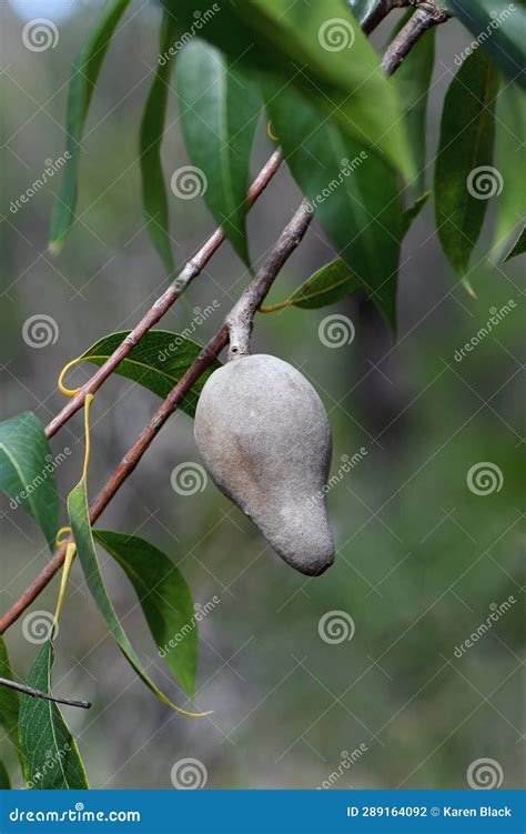 Mature Fruit of the Eastern Australian Native Woody Pear, Xylomelum Pyriforme, Family Proteaceae ...