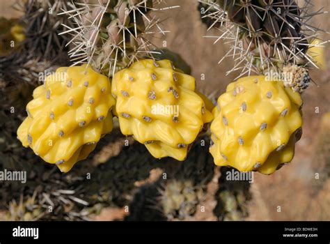 Fruchte Von Kaktus Hi Res Stock Photography And Images Alamy