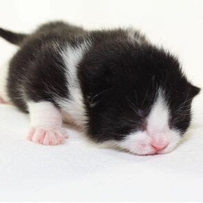 Stages of Kitten Development - ALLEY CAT RESCUE