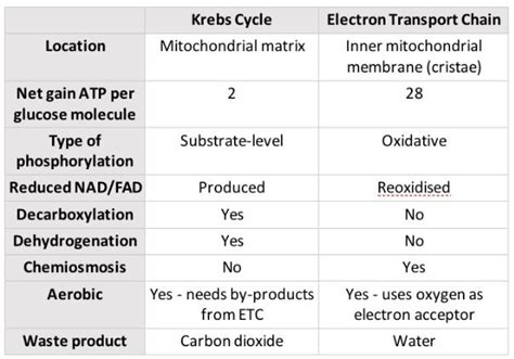 Biology A Level Ocr Respiration Revision Comparing The Krebs Cycle