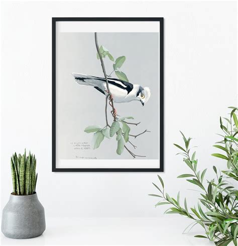 Framed Vintage Bird Prints Natural History Bird Art Print Framed Bird