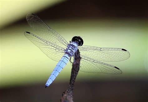 Rainforest Insects List: Insects That Live In Rainforests Pictures & Facts