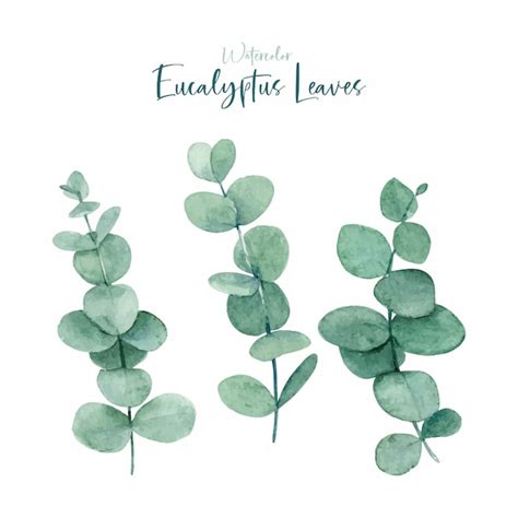 Premium Vector | Watercolor eucalyptus leaves collections