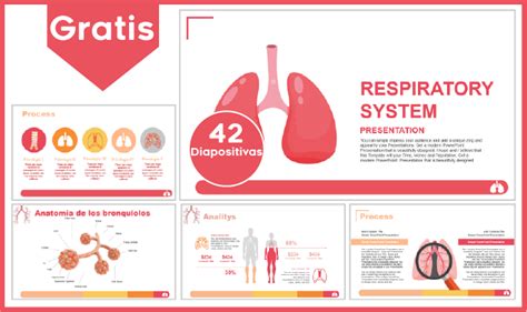 Ppt Fisiologia Del Aparato Respiratorio Powerpoint Presentation Free