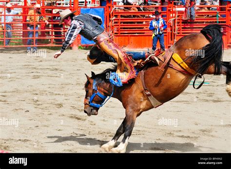 Saddle Bronc Riding Hi Res Stock Photography And Images Alamy