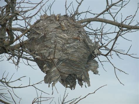 Beehive In Autumn Smithsonian Photo Contest Smithsonian Magazine