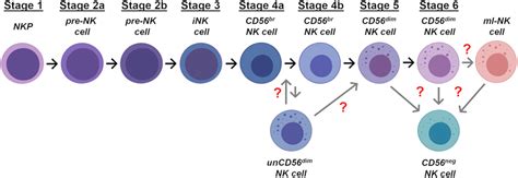 Stages Of Nk Cell Ontogenesis Schematic Representation Of The