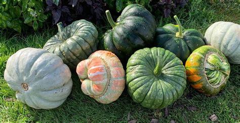 Recipe | Rosemary & Chilli Roast Squash - Welbeck Farm Shop