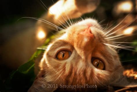 Ginger Orange Tabby Cat Amber Eyes Matted 5x7 By Strongylosphoto