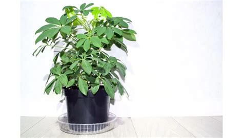 Schefflera Watering Guide How Much How Often How To More