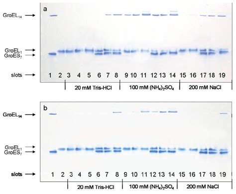 Nondenaturing Gel Electrophoresis Of Folded Groel Monomers Incubated Download Scientific