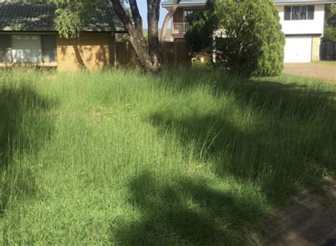 Overgrown Lawn Clean Up Brisbane Lawn Mowing Landscape Specialists