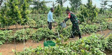 Perkuat Kemanunggalan Tni Babinsa Bantu Petani Panen Terong