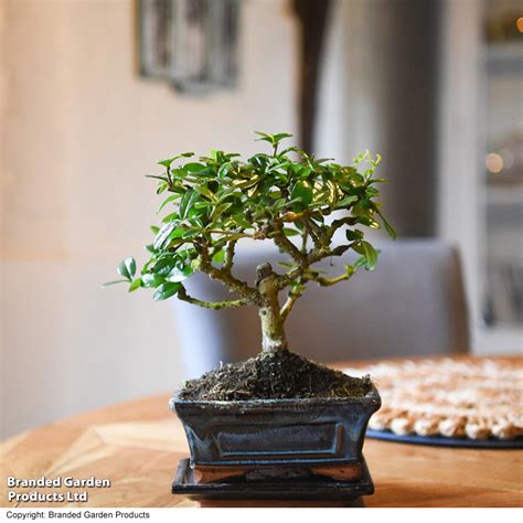 Bonsai Carmona Microphylla Dobies