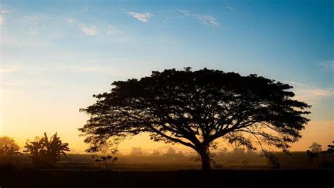 Tree Silhouette Stock Photos, Images and Backgrounds for Free Download