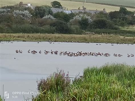 Tuesday 22nd August 2023 Cornwall Birds CBWPS