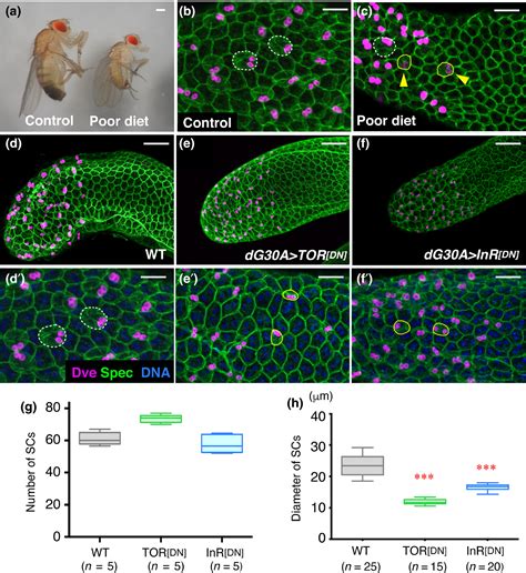 Nutrient Conditions Sensed By The Reproductive Organ During Development