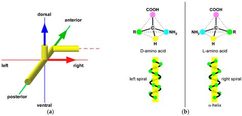 Symmetry Free Full Text Chiral Neuronal Motility The Missing Link