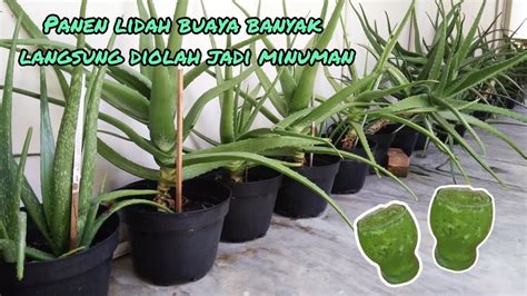 Cara Membuat Lidah Buaya Menjadi Minuman Nata De Aloe Tanpa Gula