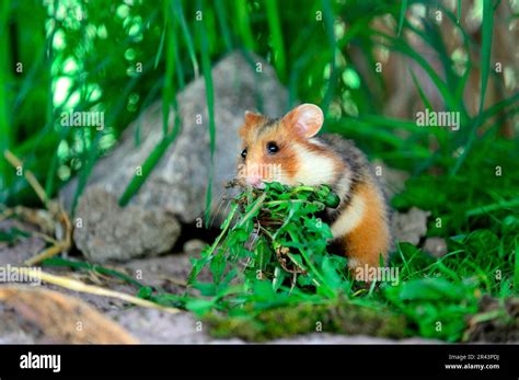 European hamster (Cricetus cricetus), European field hamster, European ...