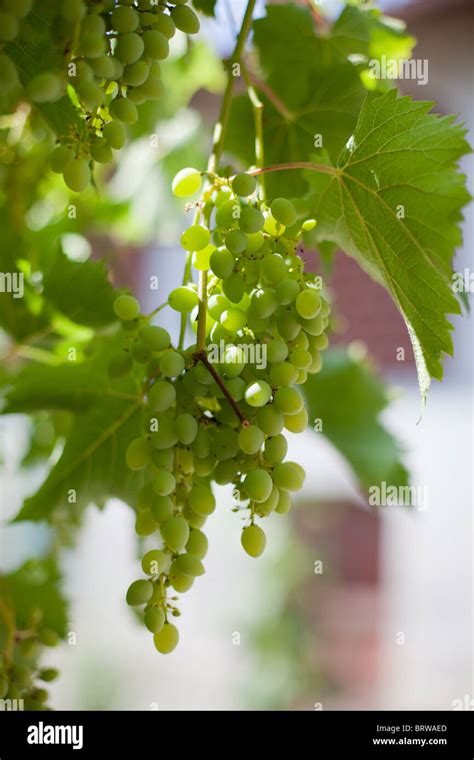 Asti wine hi-res stock photography and images - Alamy