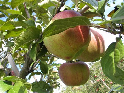 Backyard Fruit Trees - Sheridan Nurseries