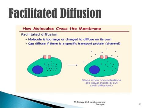 Facilitated diffusion