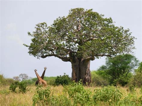 Arusha Day Safari To Tarangire Lake Manyara And Getyourguide