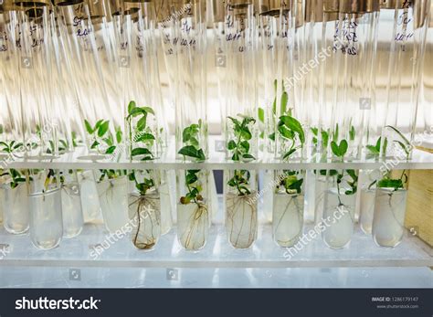 5,885 Cloning Plants Images, Stock Photos & Vectors | Shutterstock