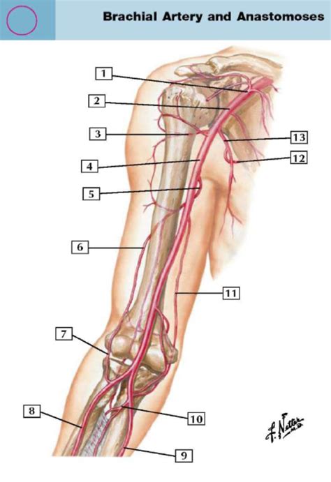 Brachial Artery And Anastomoses Diagram Quizlet