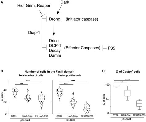 Nonapoptotic Caspase Activation Ensures The Homeostasis Of Ovarian