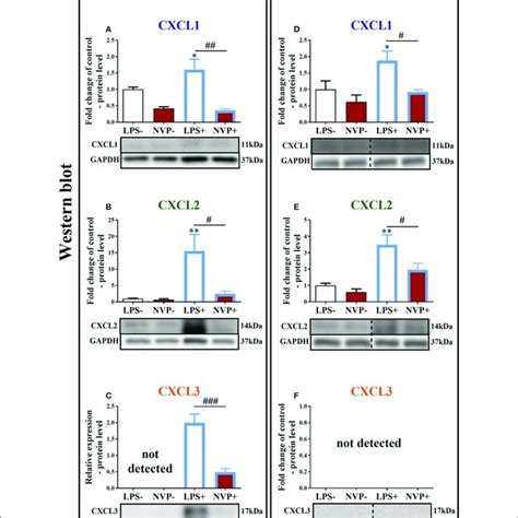 Effects Of On NVP CXCR2 20 Levels Of The CXCL1 CXCL2 And CXCL3