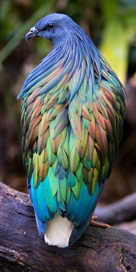 Discover Exotic Bird Species and Their Unique Beauty