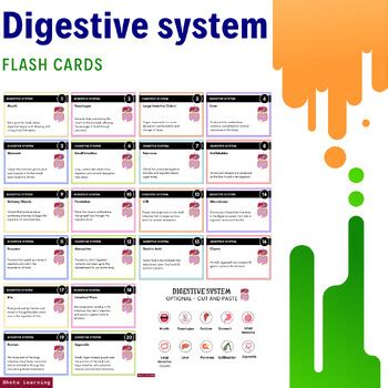 Digestive System Flash Cards Learn The Parts And Functions By Shoto