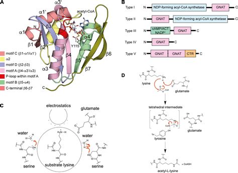 Frontiers Post Translational Lysine Ac Et Ylation In Bacteria A