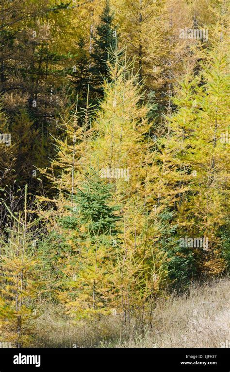 Northern Ontario Forest In Autumn Time Stock Photo Alamy