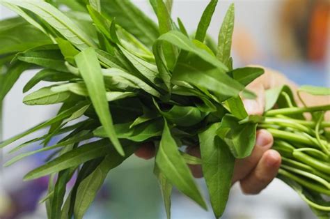 Ciri Kangkung Yang Wajib Dibeli Di Pasar Tetap Hijau Dan Tak Layu